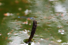 羽根休め
