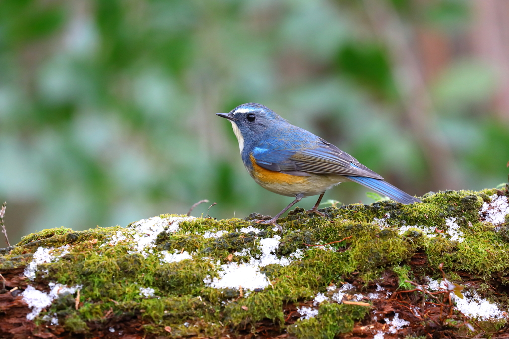 気持ちユキルリ 3