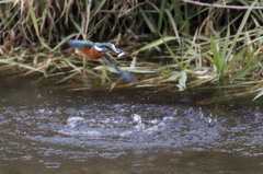 二匹ゲッチュウ(^O^)