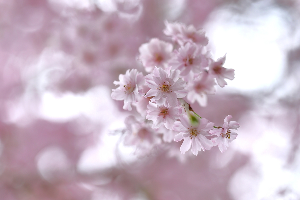 枝垂れ桜 1