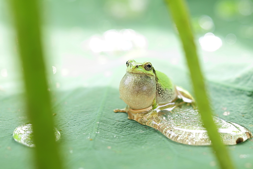 ケロがケロケロ