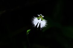 さぎ草 3