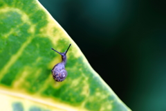 でんでんむし 2