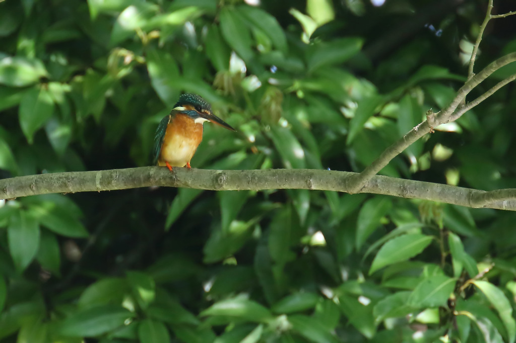 グリーンカワセミ