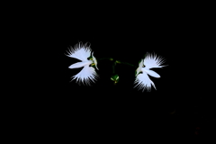 さぎ草 2