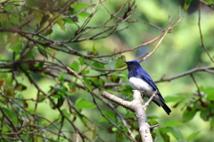 青い鳥