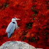 紅葉色（アオサギ編）