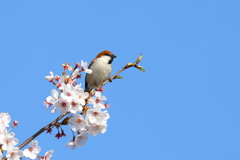 桜とスズメ 2