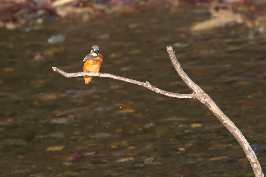 葉っぱゲッチュウ(^O^)