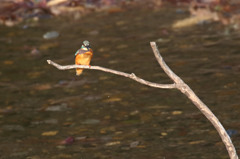 葉っぱゲッチュウ(^O^)