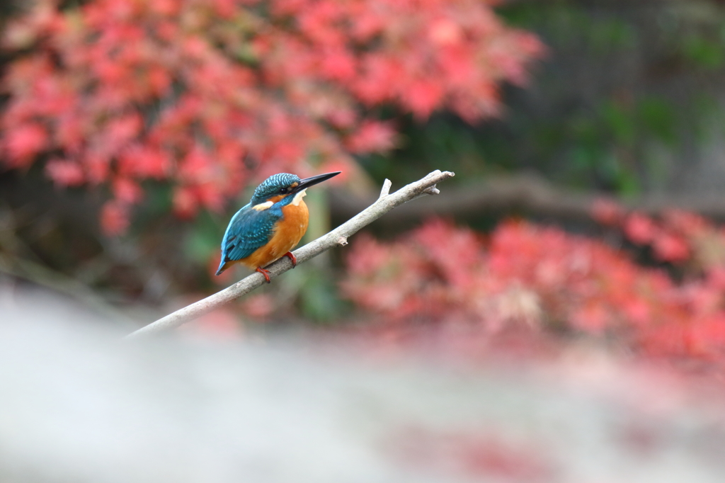 紅葉色に包まれて