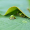 ケロ屋敷