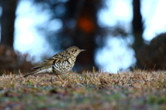 トラちゃん発見