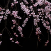 枝垂れ桜