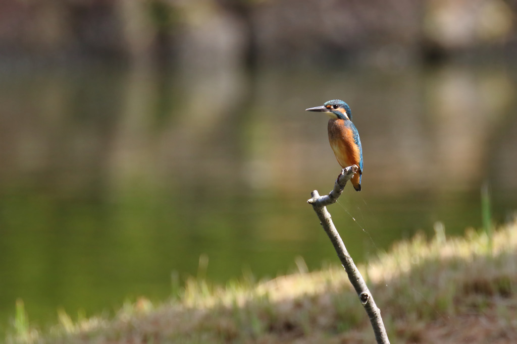 久々カワちゃん