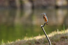 久々カワちゃん