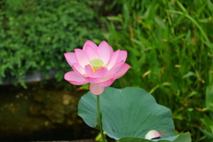 蓮 2