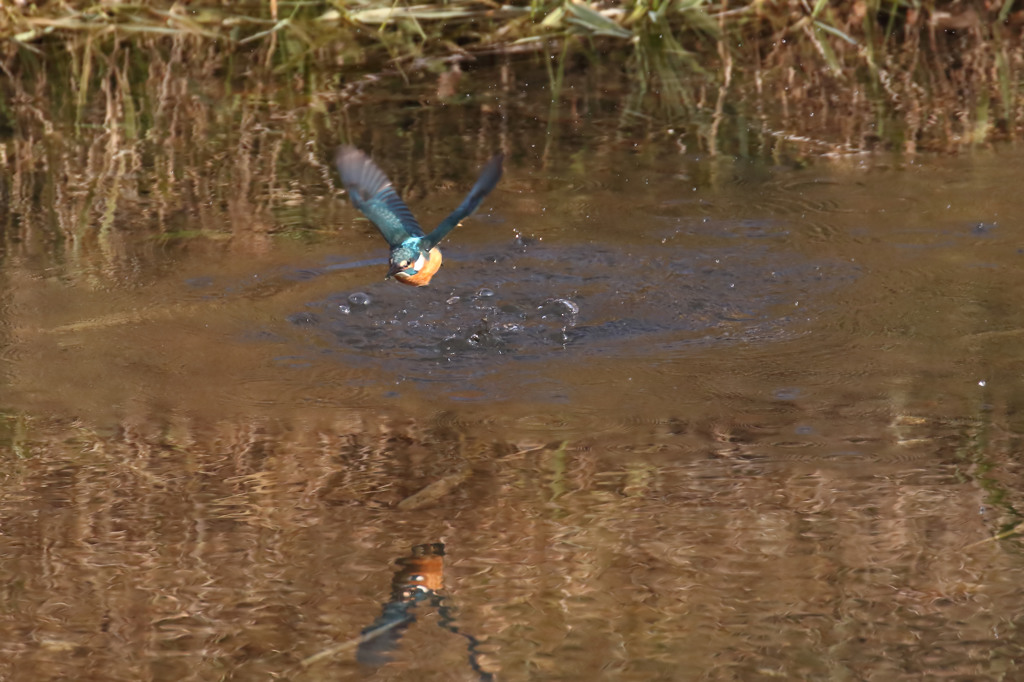 こっち来るのか・・・