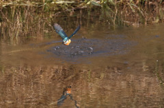 こっち来るのか・・・