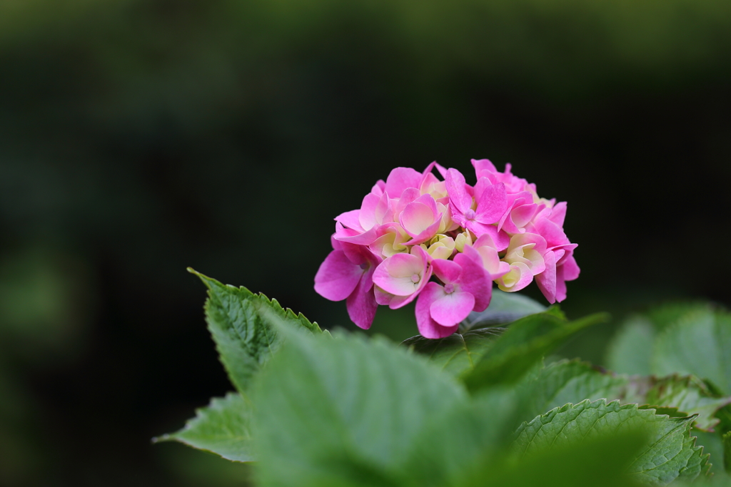 紫陽花