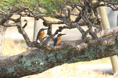 睨み合い・・・