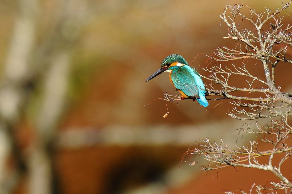カワちゃんいい場所