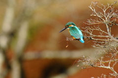 カワちゃんいい場所
