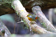 ソウシチョウ 2