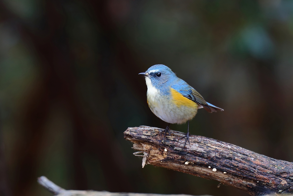 幸せの青い鳥 23