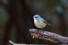 幸せの青い鳥 23
