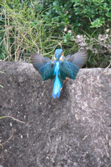 ん？別のカワセミ？