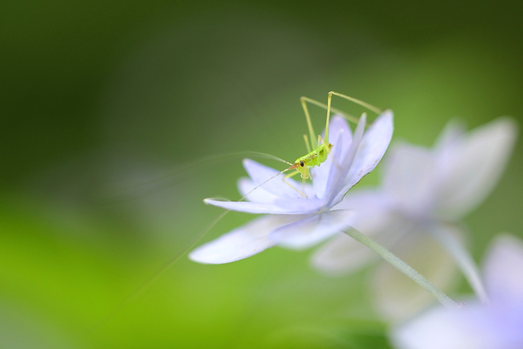 紫陽花とバッタ
