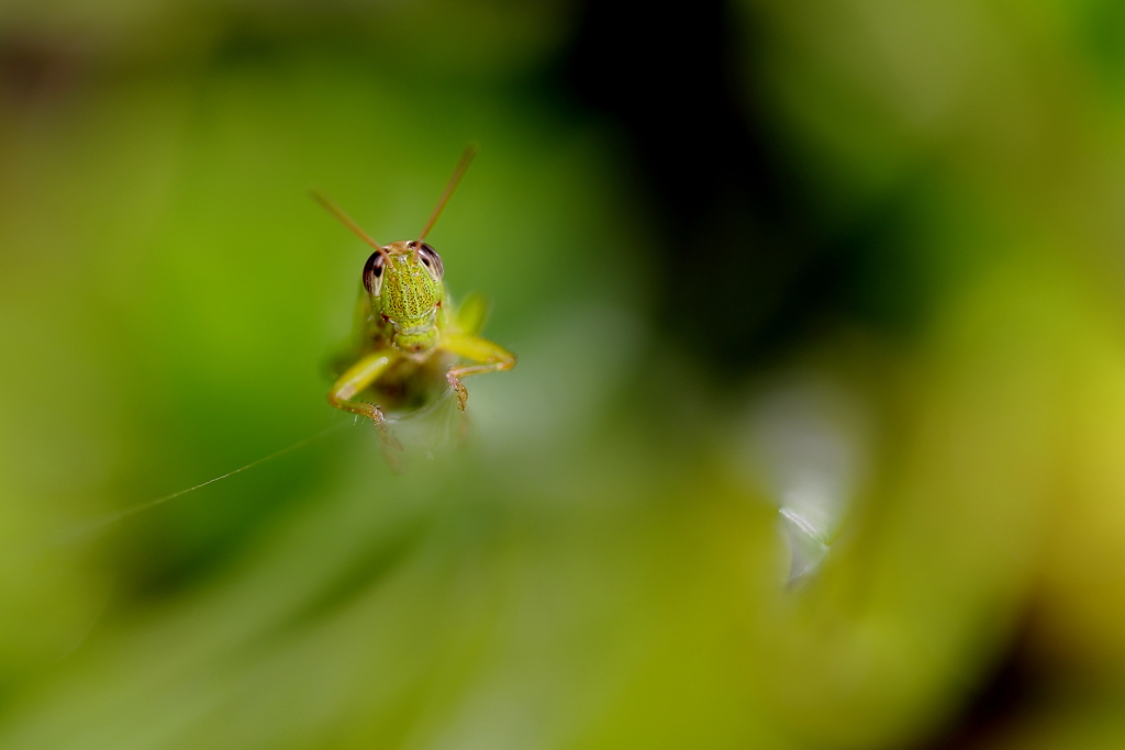 糸巻きライダー