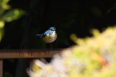 今年初撮り