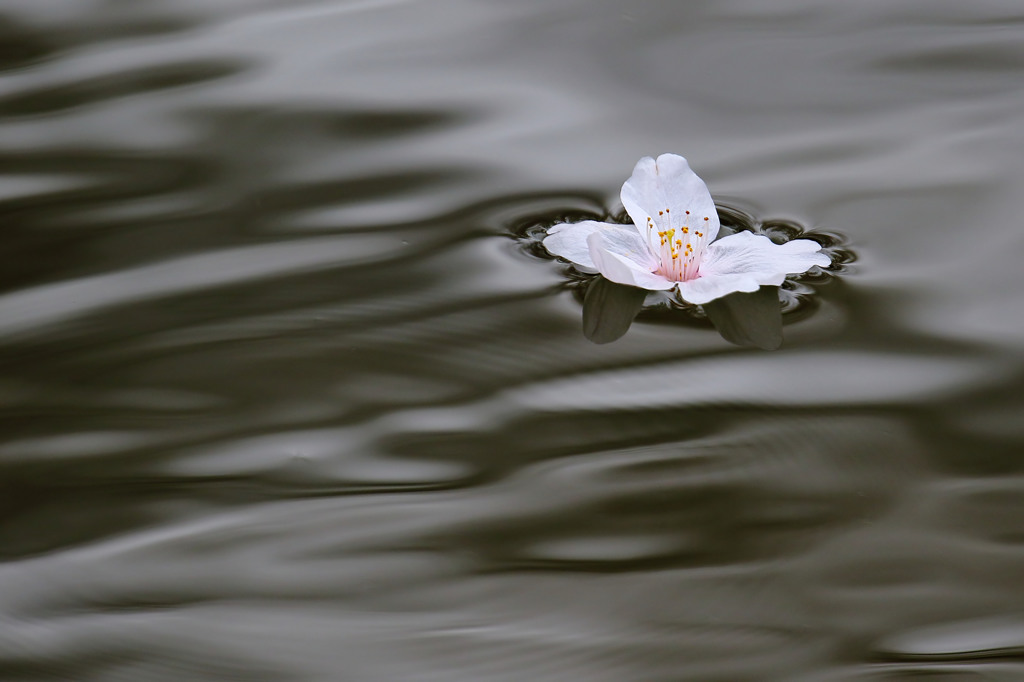 桜　浮かぶ　2