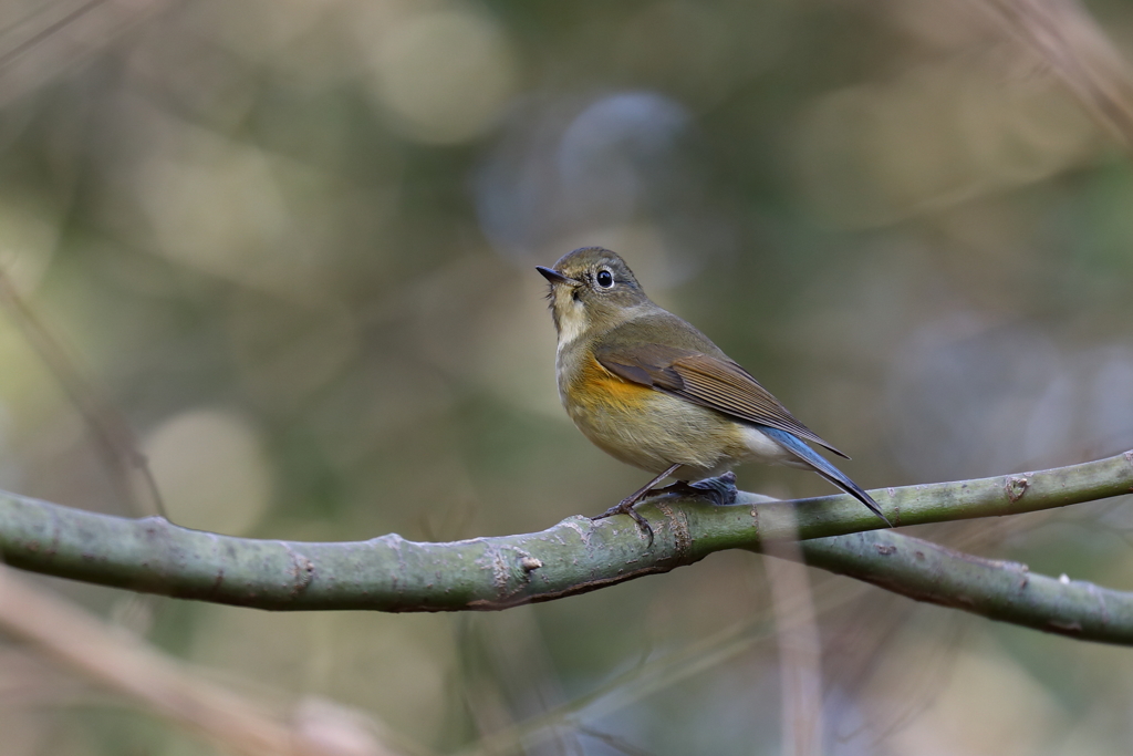 今年はルリカ？