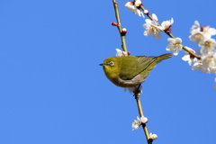 青空とウメジロー
