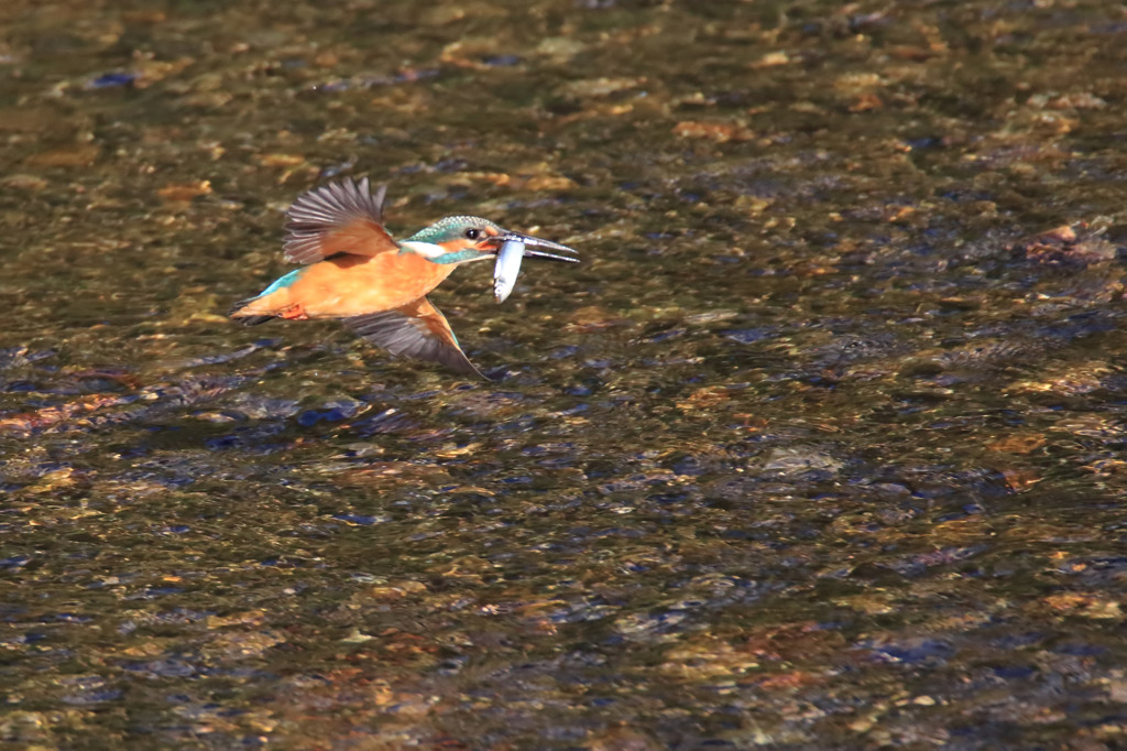 獲りました・・・