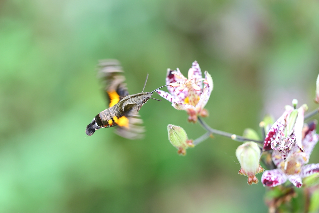 ホウジャク君 2