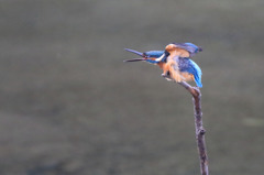 ブエエエエ・・・