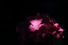 紫陽花 2015-7