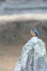 ひさしぶり・・・