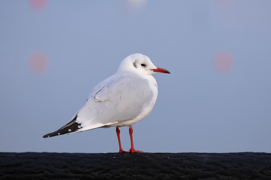 ユリカモメ 5