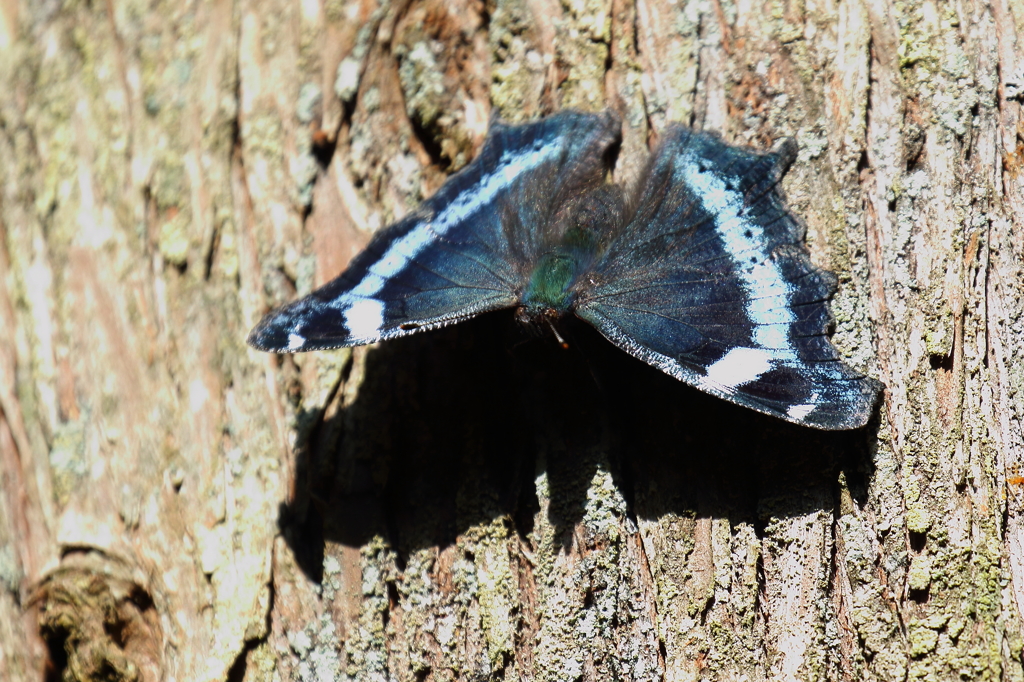 ルリタテハさん
