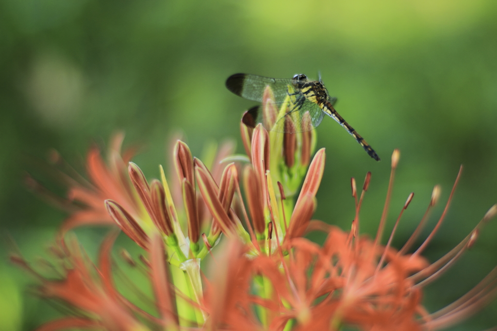 トンボの休憩