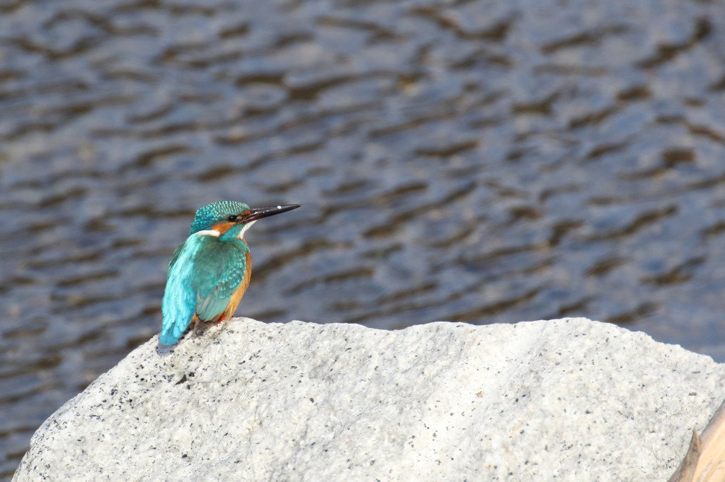 ハンサム君、やっぱ素敵。