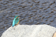 ハンサム君、やっぱ素敵。 ハンサム君、やっぱ素敵。