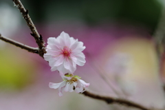 桜咲く