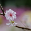 桜咲く
