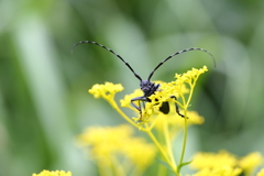 カミキリ虫